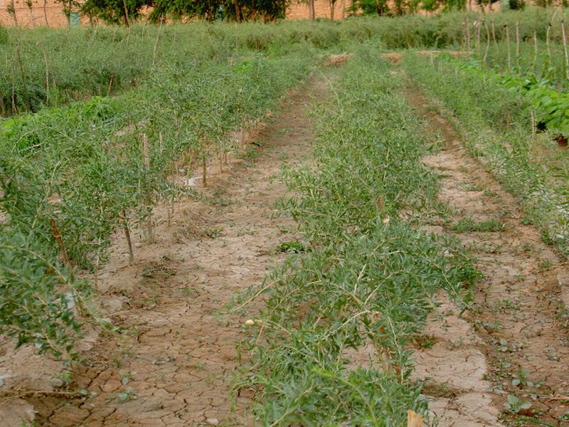 土壤墑情監(jiān)測儀實(shí)現(xiàn)科學(xué)助農(nóng)