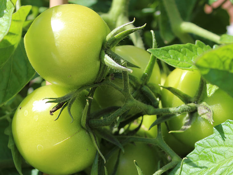 農藥殘留檢測儀結果準確嗎？