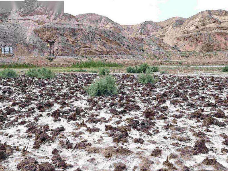 土壤發(fā)白是什么原因