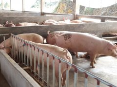 專家解讀肉類獸藥殘留有多可怕。