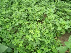 精準灌溉土壤水分測量儀