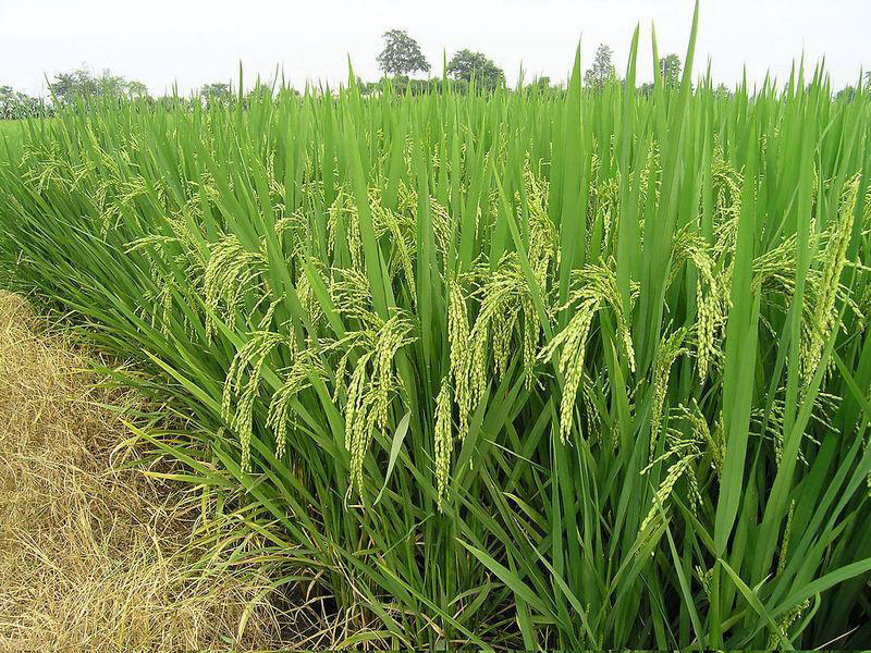 糧食重金屬快速檢測儀，為糧食安全提供保障