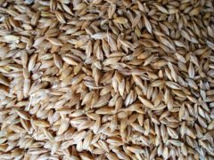 糧食重金屬檢測儀，滿足現(xiàn)場檢測需求