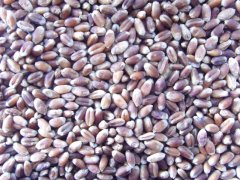 怎樣得知小麥中是否含有重金屬？