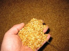 糧食中的真菌毒素怎么檢測？