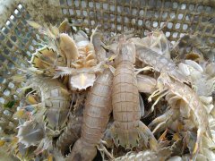 為什么在皮皮蝦中屢次檢出鎘超標(biāo)？